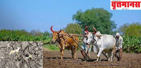मराठवाड्यावर दुबार पेरणीचे संकट, खरिप पेरणीचा वेग मंदावला!  पावसाची दडी, शेतकरी हवालदील; 65 % पेरणी, लाखमोलाचं बी-बीयाणं मातीत?