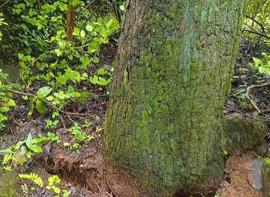 नाशिकमध्ये भूकंपाचे धक्के, जमिनीला भेगा, घराच्या भिंती थरथरल्या