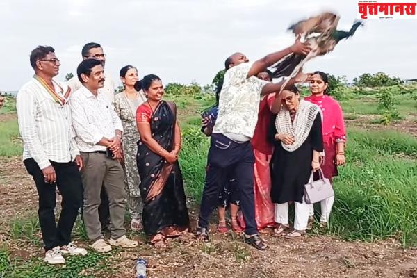 स्वातंत्र्यदिनी राष्ट्रीय पक्ष्याला स्वातंत्र्याची भरारी; सर्पराज्ञीतून मोराची निसर्गात झेप